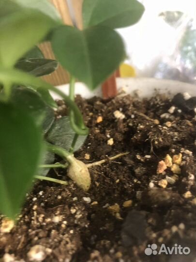 Неоальсомитра каудексная лиана, дисхидия