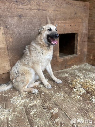 Ласковая собака