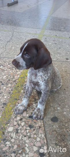 Щенок курцхаар