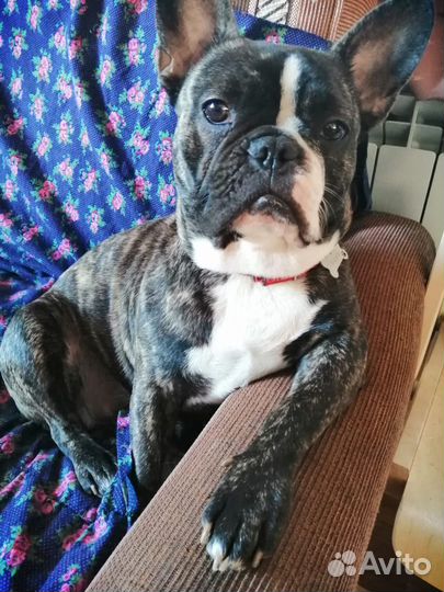 Французики