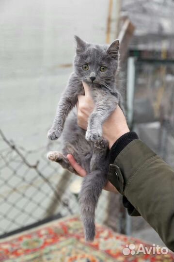 Мама русская голубая