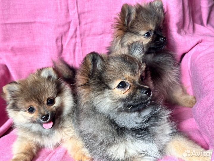 Немецкий шпиц