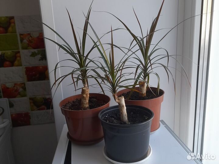 Пальма драцена