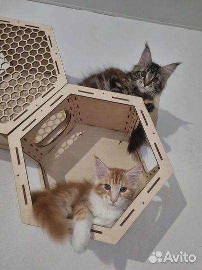 Котята Мейн-кун