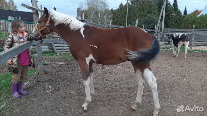 Жеребенок пегий жеребчик