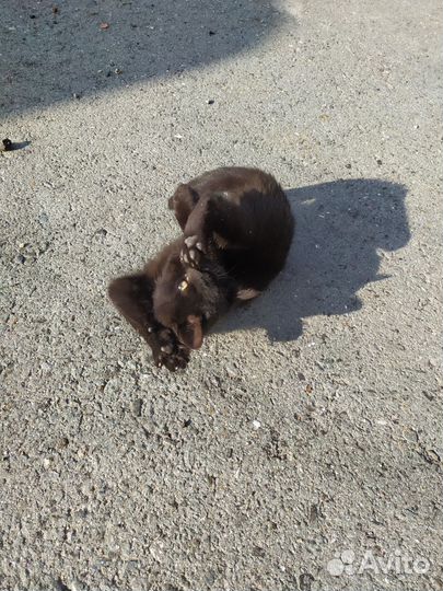 Котята от кошки крысолова