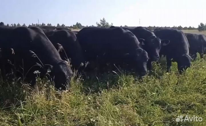 Бык производитель абердин-ангус