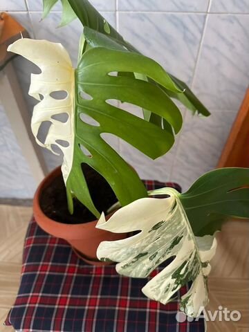 Комнатные цветы монстера