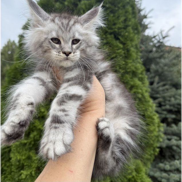 Мейн-кун котёнок