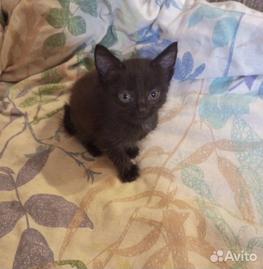 Котики бесплатно в добрые руки