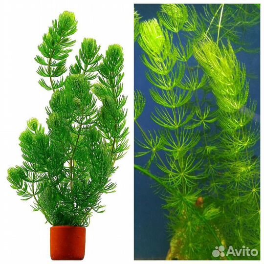 Улитки аквариумные физа и катушка / Роголистник