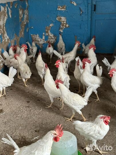 Молодые петушки