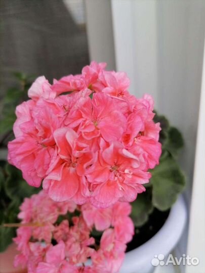 Комнатные цветы