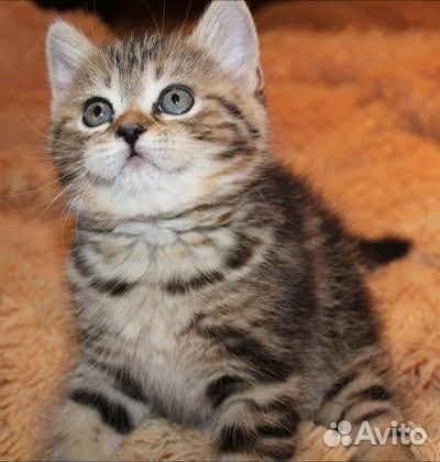 Британский котенок тигровый