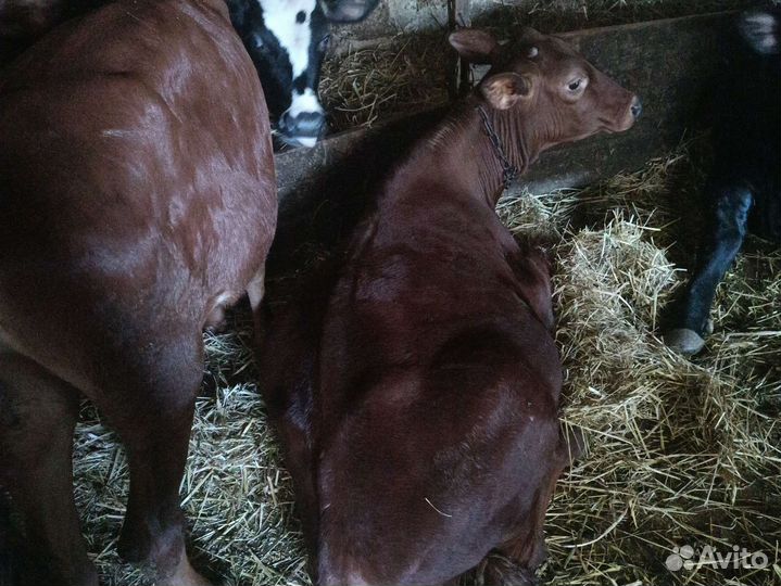 Продажа телок