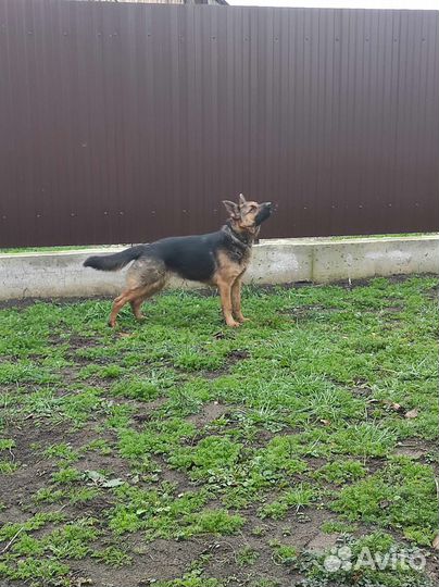 Немецкая овчарка