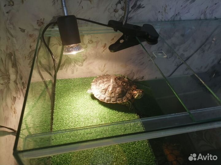 Красноухая черепаха с аквариумом