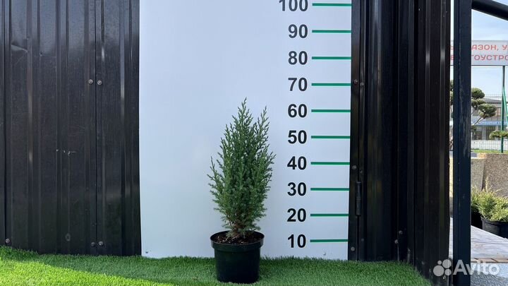 Можжевельник Стрикта 70 см