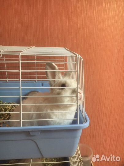 Декоративные кролики вислоухие