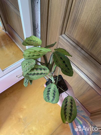 Маранта триколор