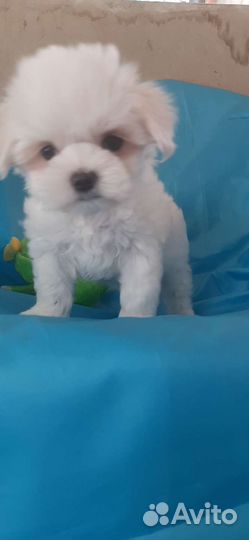 Мальтезе девочка документы РКФ