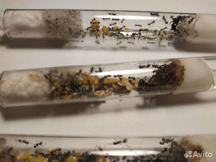 Матка муравьев