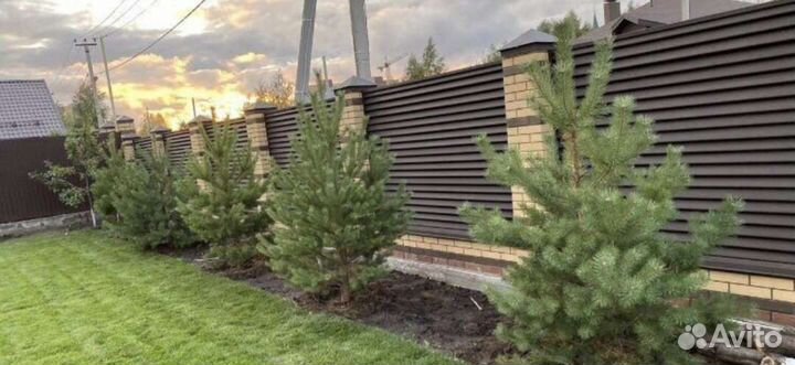 Сосны саженцы обыкновенные