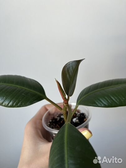 Фикусы разные