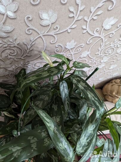 Аглаонема -Комнатные цветы