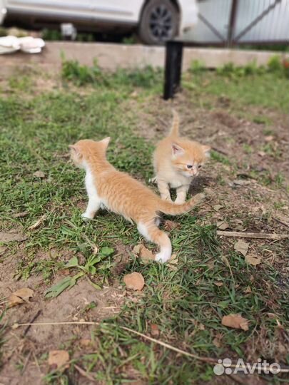 Котята мама британка