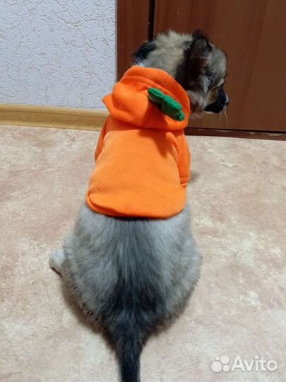 Толстовка для собаки