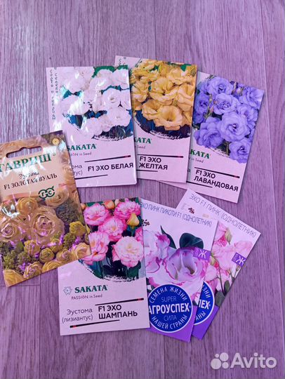 Эустома сорт Эхо