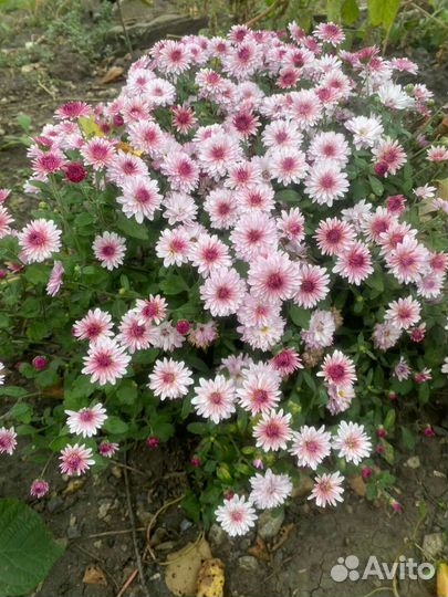 Хризантемы мультифлора шар