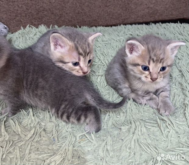 Котята в добрые руки даром