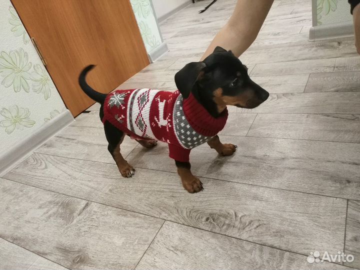 Щенки таксы