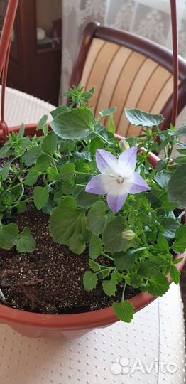 Кампанула- жених, невеста, любовник