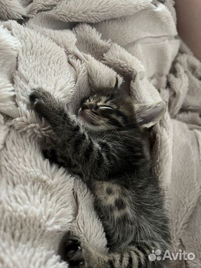 Отдам котенка в добрые руки