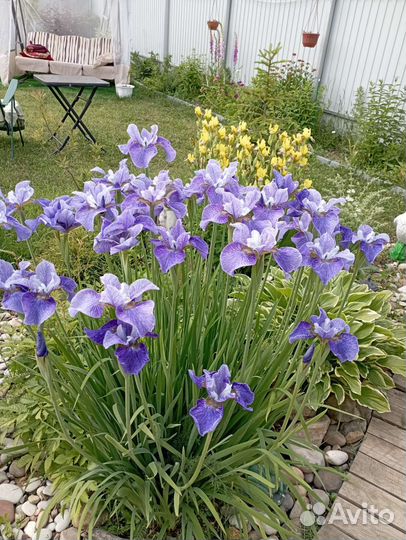 Ирис сибирский
