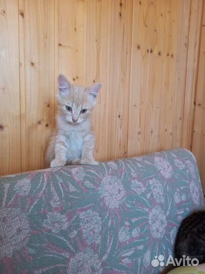 Котята