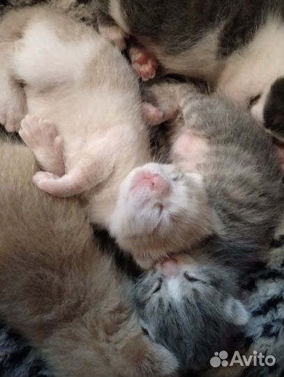Котята к бронированию