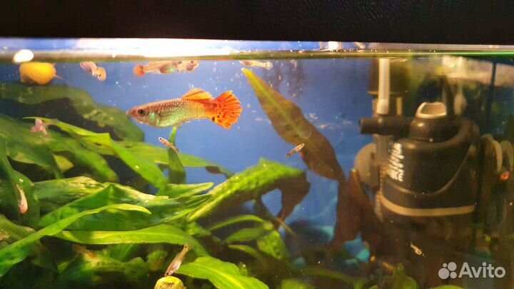 Роголистник, Криптокорина. Гуппи