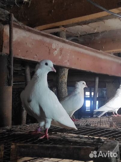 Голуби