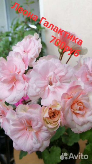 Сотовая пеларгония