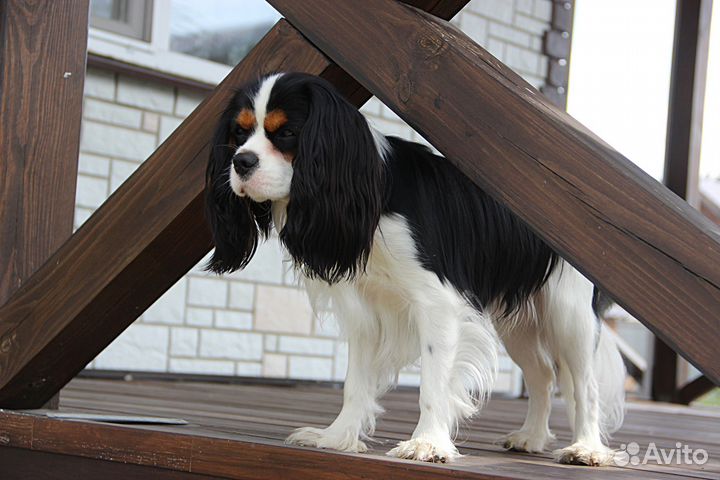 Домашняя передержка собак