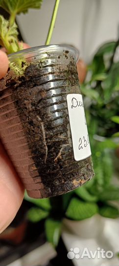 Пеларгония герань сортовая