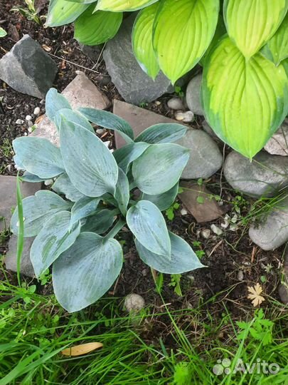 Хоста растение