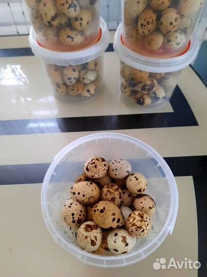 Яйца перепелиные, мясо перепелов