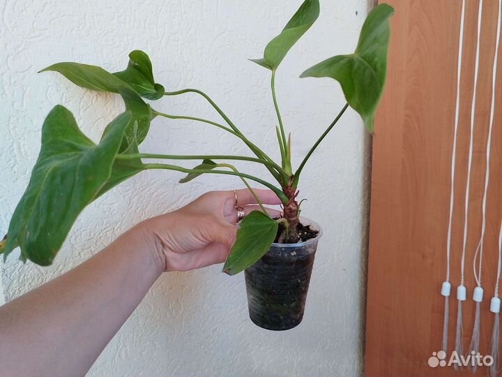 Антуриум джолли пич,ливиум