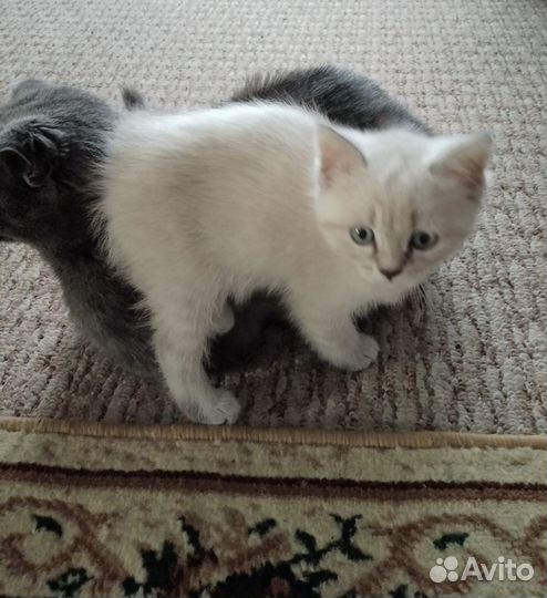 Котята в добрые руки бесплатно