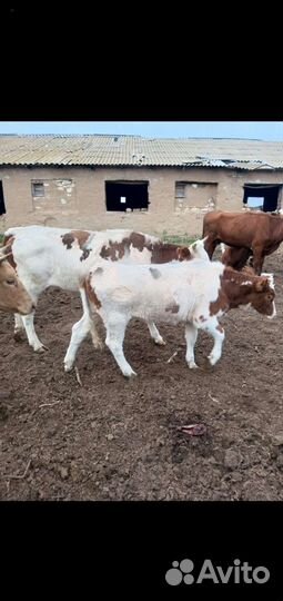 Тёлка с теленком